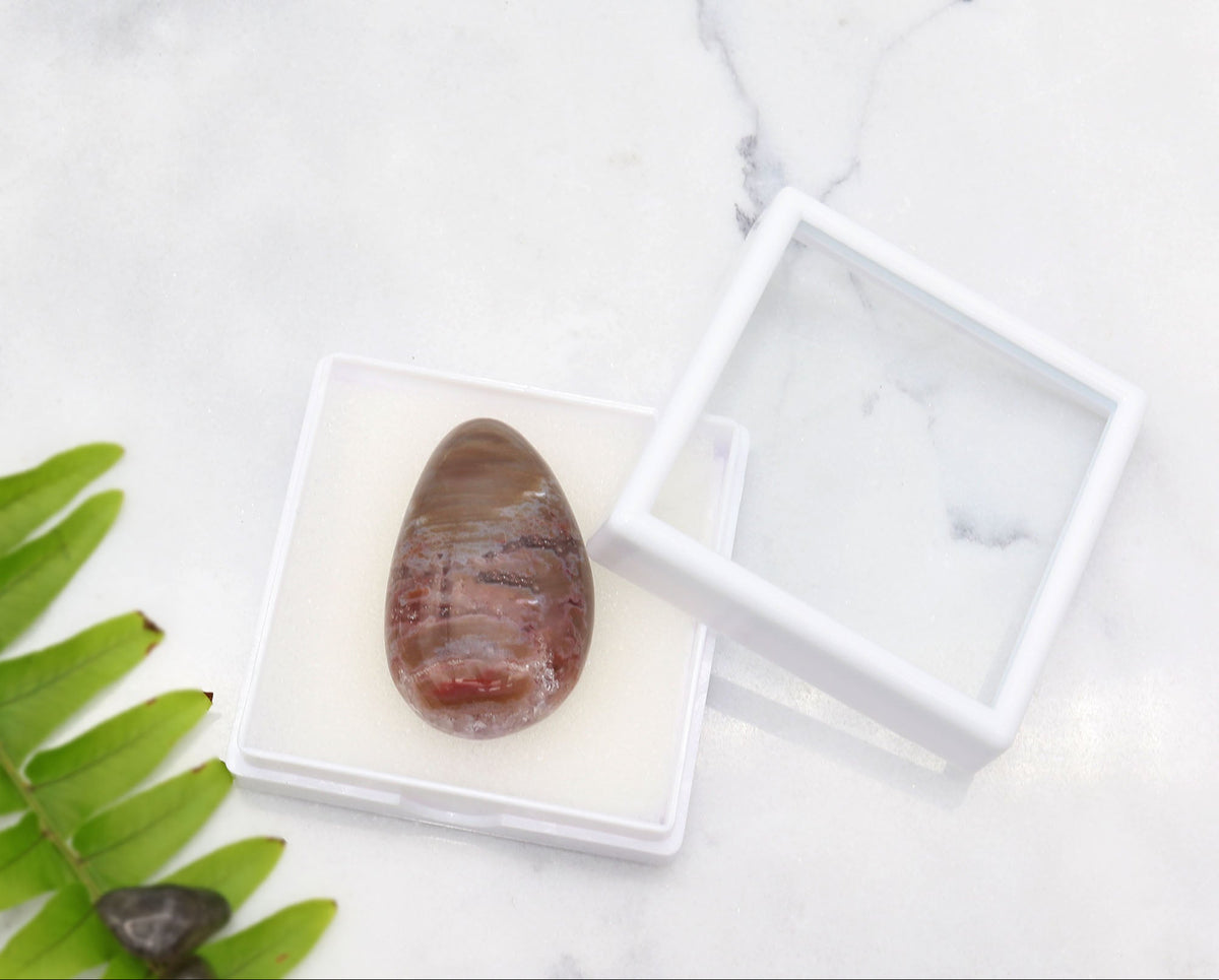 A polished Petrified Rainbow Wood brown stone with crystal inclusions displayed in a small clear plastic case on a white marble surface, with a white square frame lid leaning beside it and a green leaf prop on the left.