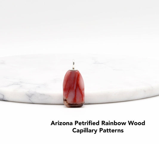 Arizona Petrified Rainbow Wood capillary pattern on a white background